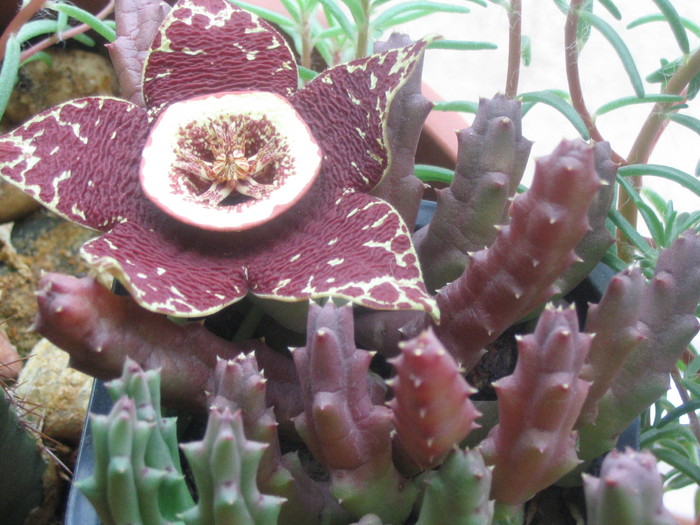 Stapelia variegata - iunie 2010