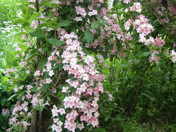 Weigela harnicuta