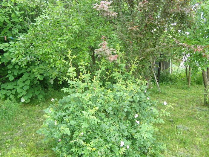 Macesul nepoftit