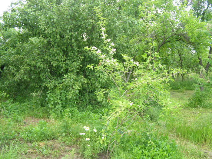 Weigela transmutata