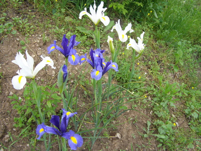 Iris holandica