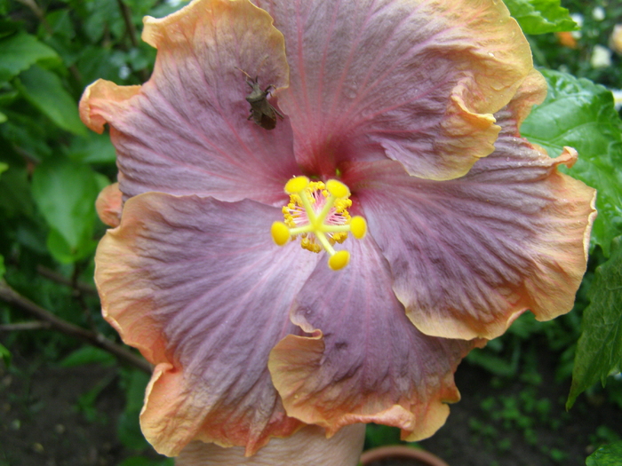 Lui Gator Pride ii prieste afara! - Flori interior 2011