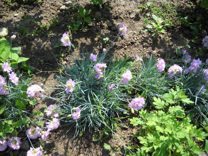 garofite parfumate - Gradina mea 2011