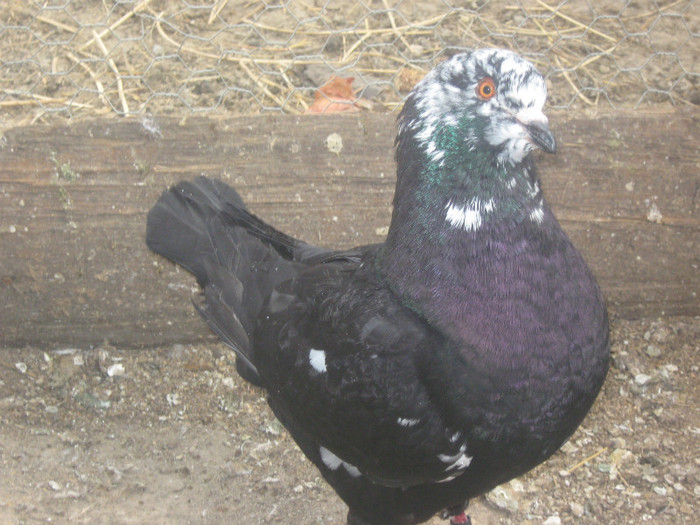 mascul - porumbei kingi 2011
