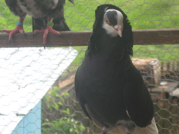 femela - porumbei iacobini 2011