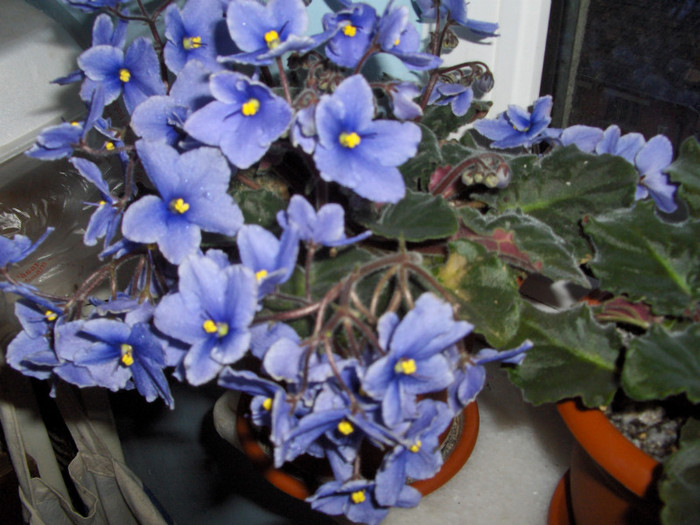 violeta ... - flori de apartament