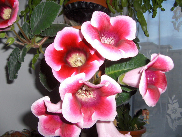 gloxinia - flori de apartament