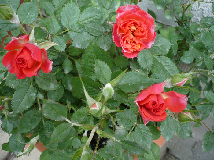 minirosa - trandafiri 2011