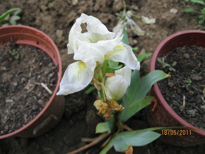 IMG_0325 - Flori in gradina 2011