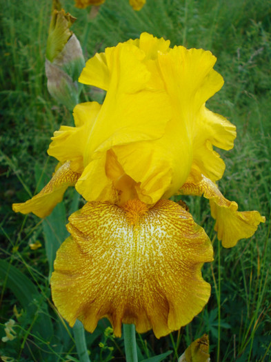 108. "Shaft of Gold"