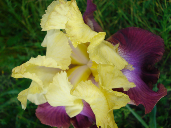 DSC06151 - infloriti 2011