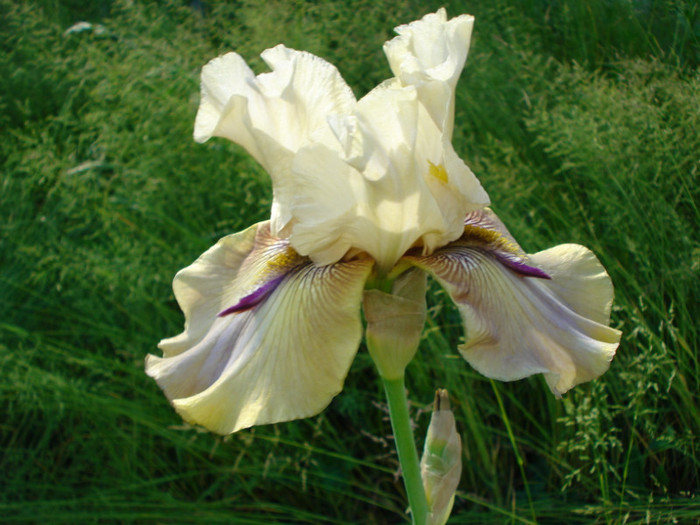 DSC06158 - infloriti 2011