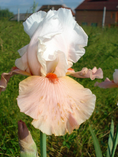 DSC06204 - infloriti 2011