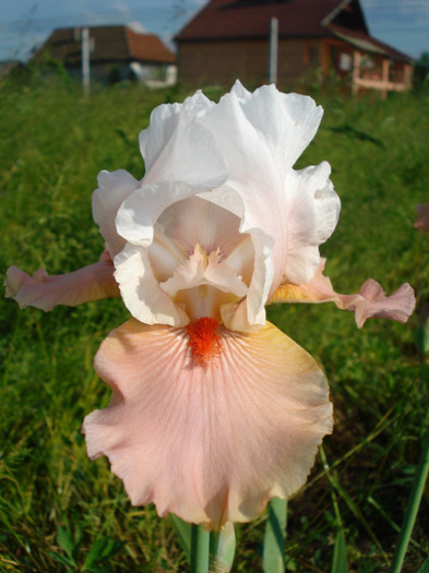 118. "Sugar Magnolia"