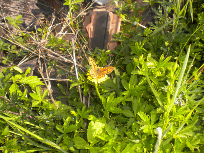 DSCN1065