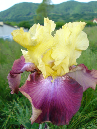 122. "Summer Fiesta"