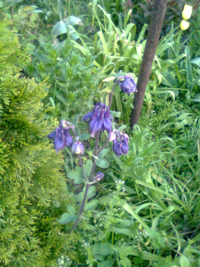 Imagine0749 - gradina 2011