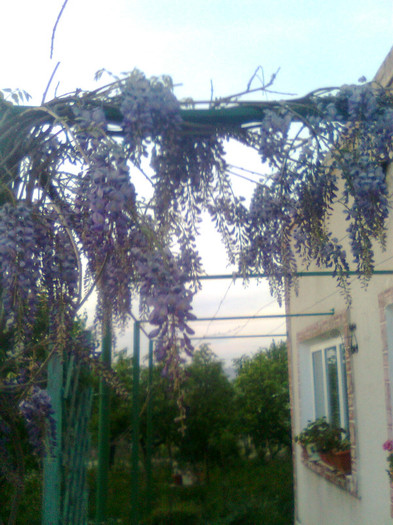 Imagine0750 - gradina 2011