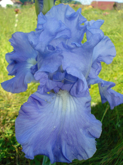 127. "Victoria Falls", remontant