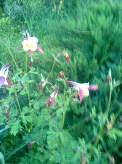 Imagine0752 - gradina 2011