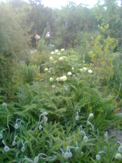 Imagine0754 - gradina 2011