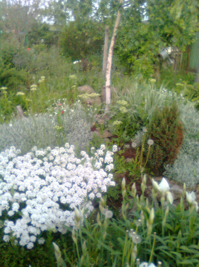 Imagine0756 - gradina 2011