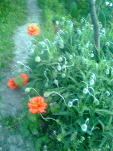 Imagine0758 - gradina 2011