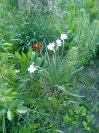 Imagine0759 - gradina 2011