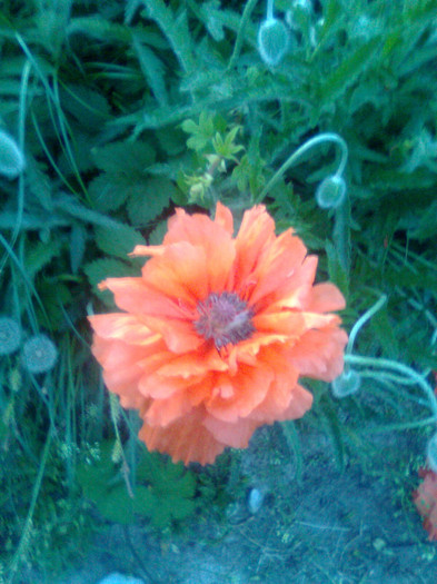 Imagine0760 - gradina 2011