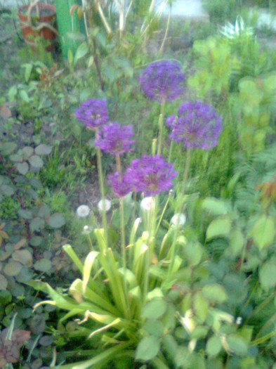 Imagine0761 - gradina 2011