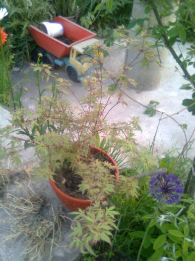 Imagine0762 - gradina 2011