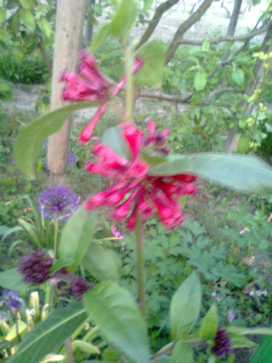 Imagine0763 - gradina 2011