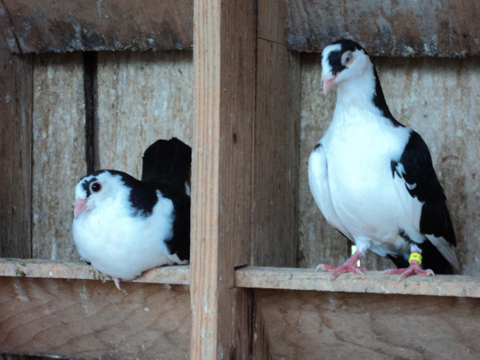 DSC02343 - pui 2011