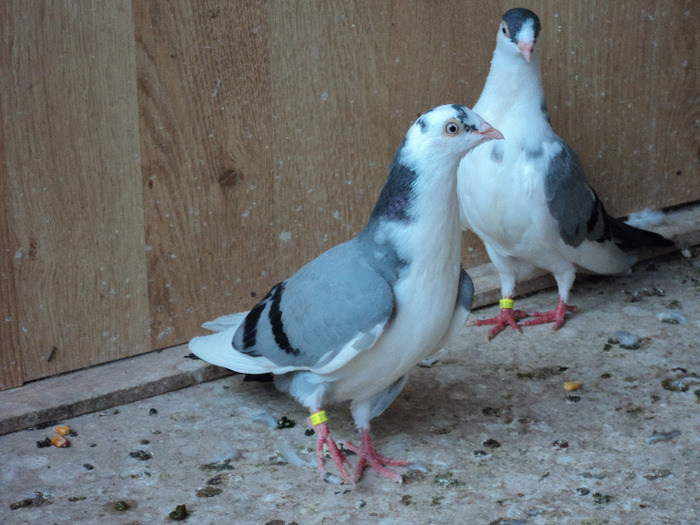 DSC02344 - pui 2011