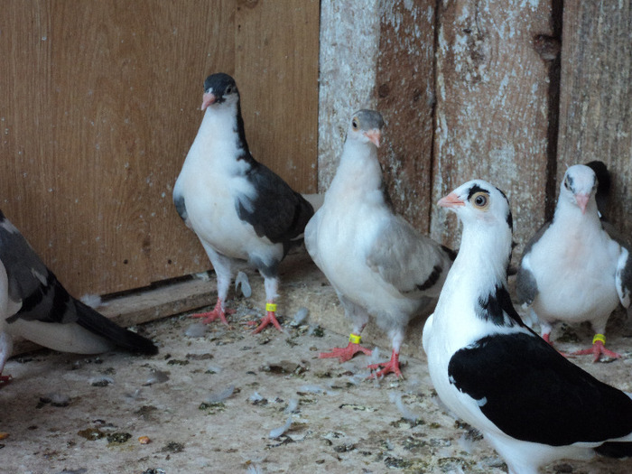 DSC02355 - pui 2011