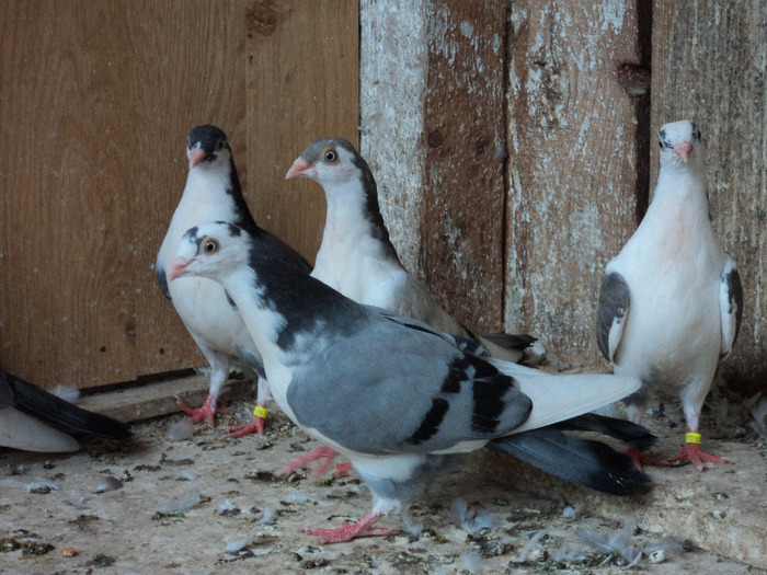 DSC02356 - pui 2011