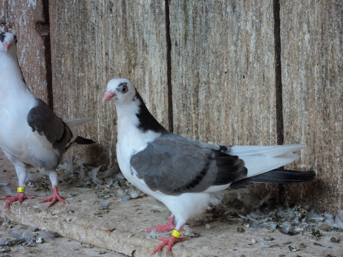 DSC02359 - pui 2011