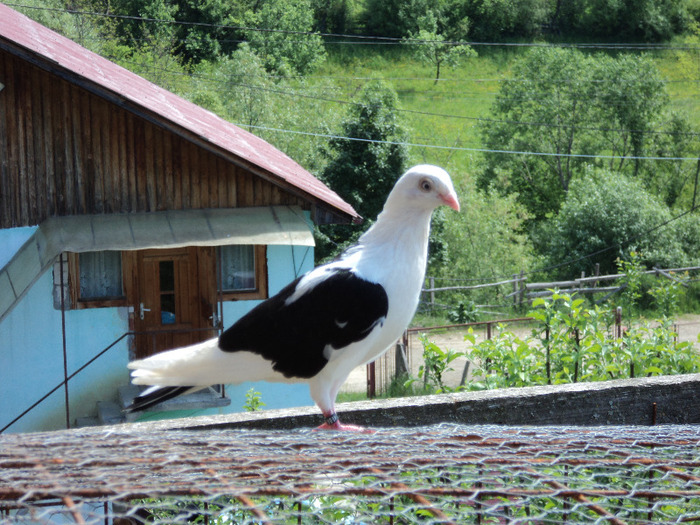 cioara-vopsita - A femele