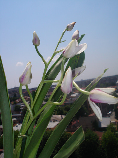 MILTONIA