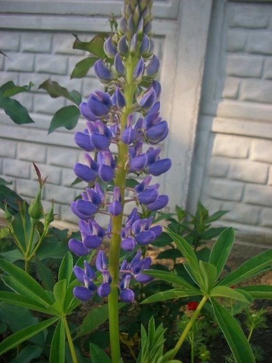 CIMG3617 - gradina 2011