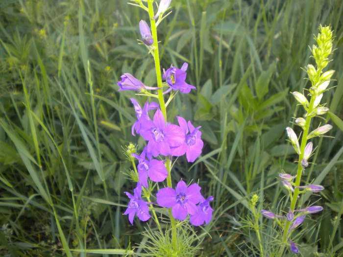 DSCN1070 - flori de camp si insecte