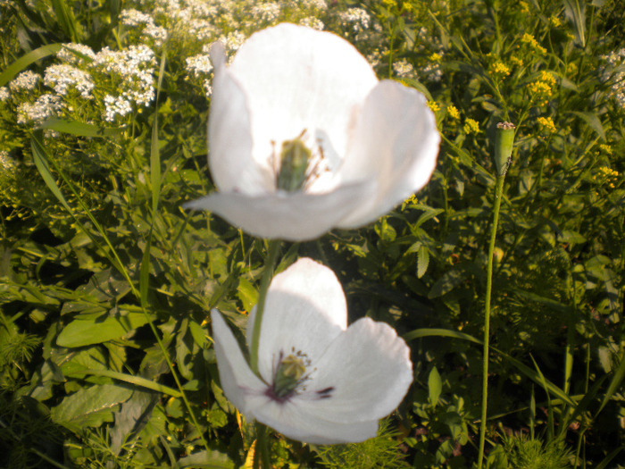 DSCN1073