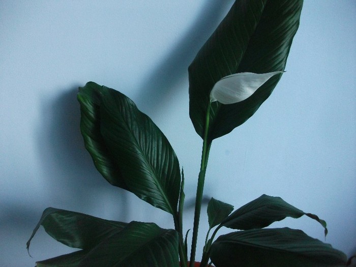 imaginile mele 434 - spathiphyllum sau crinul pacii