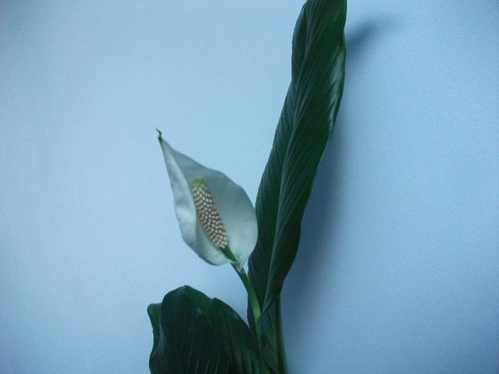 imaginile mele 436 - spathiphyllum sau crinul pacii