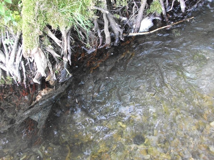 imaginile mele 622 - MAI 2011