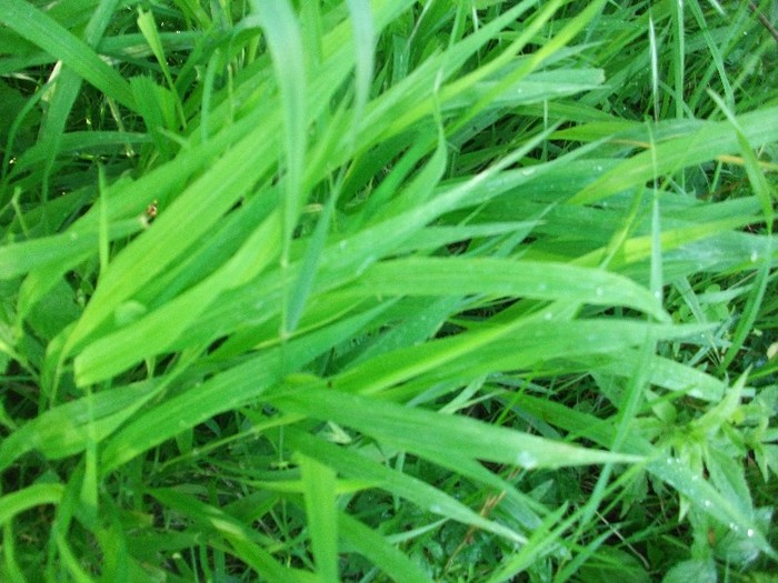verde crud - MAI 2011