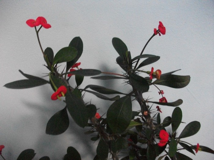 coronita lui Cristos