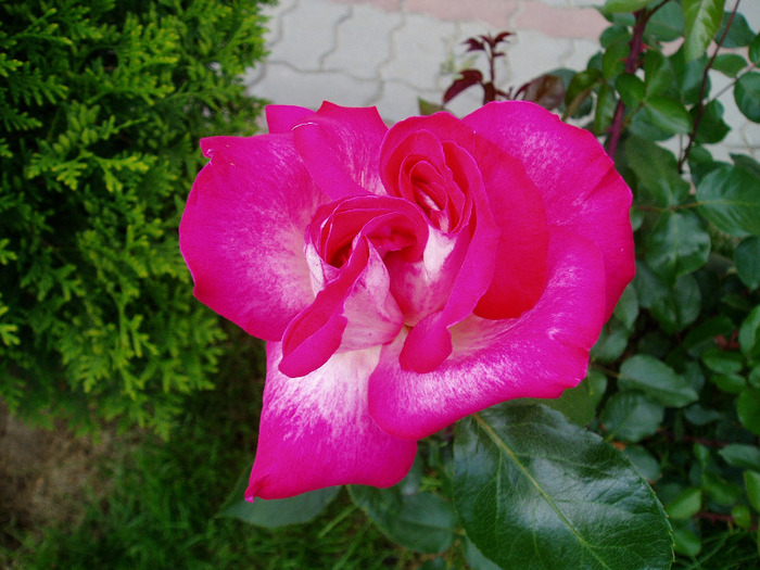 Gaumo-(Rose Gaujard)