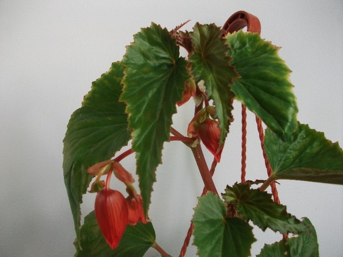 begonia