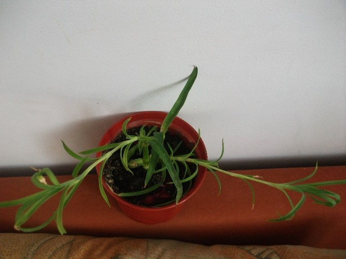 garoafa de la  8 Martie-au murit